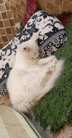 white-persian-cat-big-2