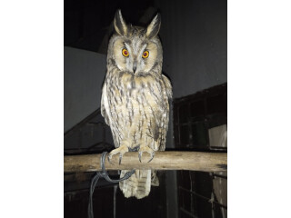 Long-eared owl available male and female