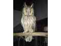 long-eared-owl-available-male-and-female-small-0