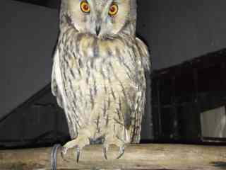 long-eared-owl-available-male-and-female