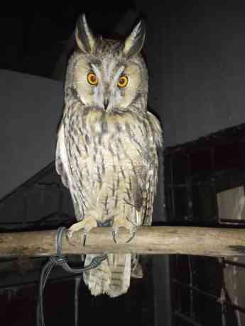 long-eared-owl-available-male-and-female-big-0