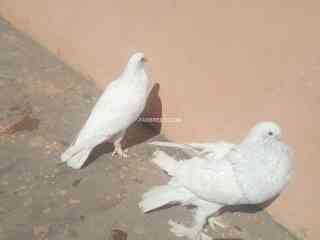 pouter-pigeon