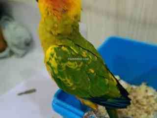 sun-conure-chicks