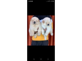 Chow chow puppies pair for sale