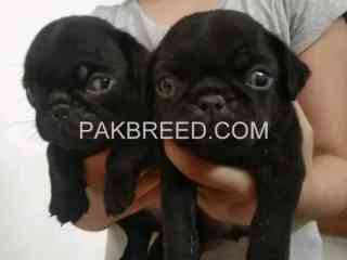 pug-puppies-for-sale