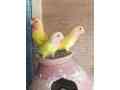 love-birds-lution-for-sale-3000-small-1