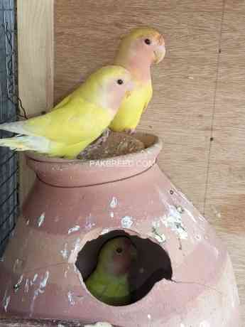 love-birds-lution-for-sale-3000-big-2