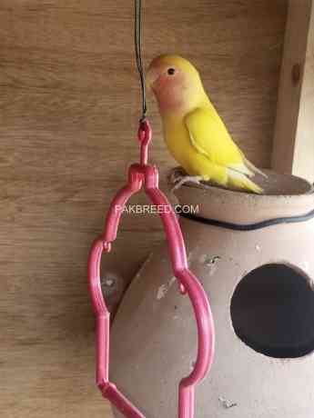 love-birds-lution-for-sale-3000-big-0