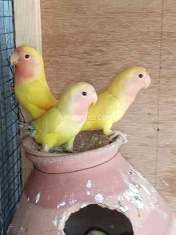 love-birds-lution-for-sale-3000-big-1