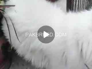 white-persian-cat-pair-available