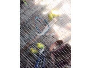 Australian parrots yellow pieds and Hally queen for sale