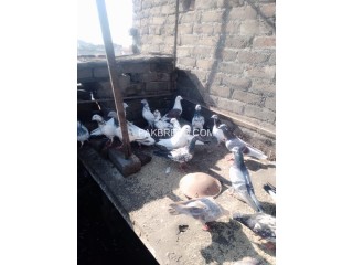 Qasid and high flying pigeons for sale