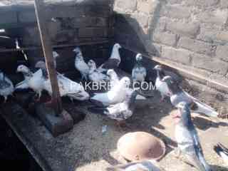 qasid-and-high-flying-pigeons-for-sale