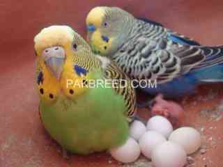 australian-parrots-available-in-different-colors