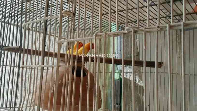 lovebird-big-1