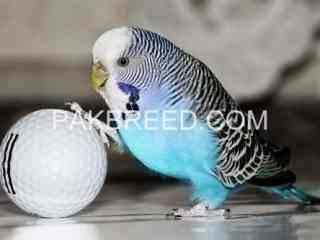 australian-parrots-available-no