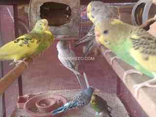 small-colorful-parrots