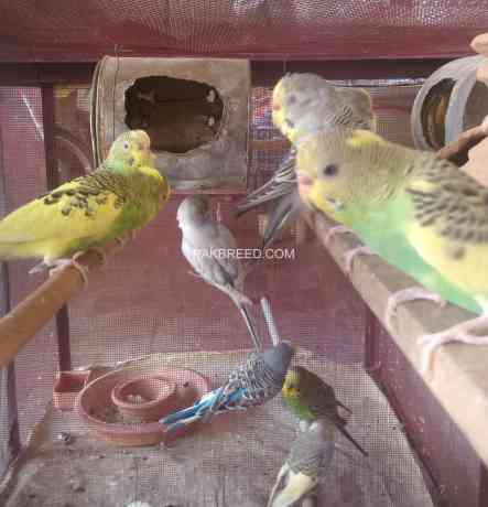 small-colorful-parrots-big-1