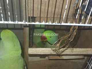 raw-breeder-pair-for-sale