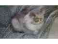 semi-punch-face-pure-persian-kitten-calico-kitten-for-sale-fur-ball-for-sale-small-1