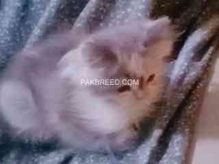 semi-punch-face-pure-persian-kitten-calico-kitten-for-sale-fur-ball-for-sale