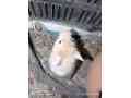 syearian-hamsters-small-0