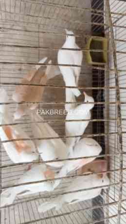 4-pairs-of-full-white-breeder-pair-red-eyes-big-0