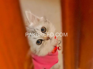 persian-kitten-grey-and-white-32-months