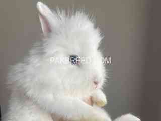 blue-eyed-lionhead-dwarf-rabbits-black-and-white-pair