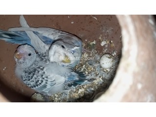 TCB pair with chicks and box for sale price 2500