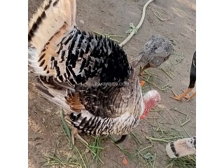 Turkey peru bird