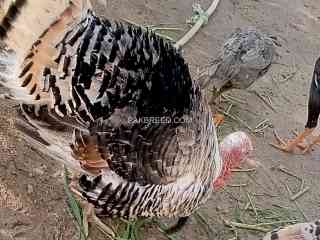 turkey-peru-bird