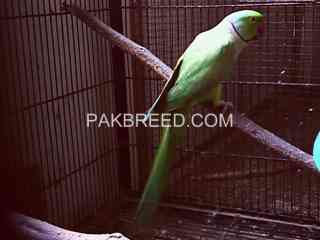 green-ringneck-parrot