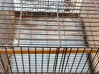 breeding-cage-for-raw-parrot