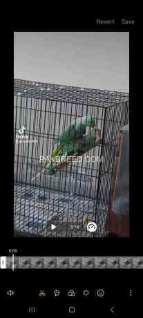 breeding-cage-for-raw-parrot-big-1