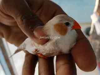 penguin-finches