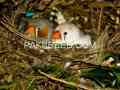 zebra-finch-small-4