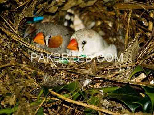 zebra-finch-big-4