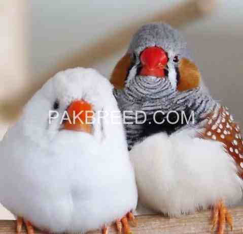 zebra-finch-big-0