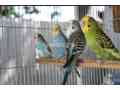 australian-parrots-in-different-colors-small-0