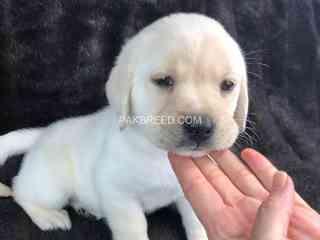 labrador-male-and-female-available-in-pindi