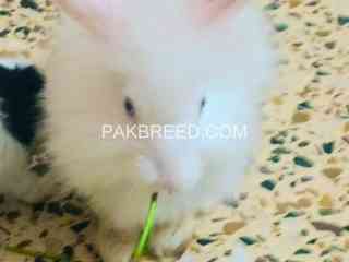 fancy-angora-rabbit-imported-from-belgium