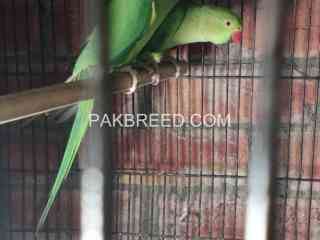 green-ring-neck-kathay