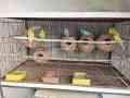 breeder-budgies-pairs-for-sale-small-0