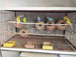 breeder-budgies-pairs-for-sale