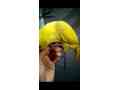 yellow-ring-neck-parrot-for-sale-connect-me-at-whatsapp-small-4