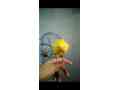 yellow-ring-neck-parrot-for-sale-connect-me-at-whatsapp-small-2