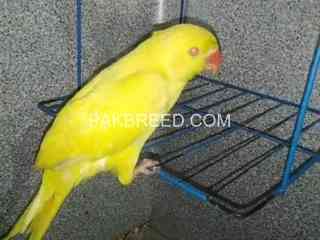 yellow-ring-neck-parrot-for-sale-connect-me-at-whatsapp