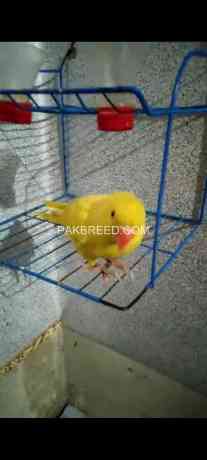 yellow-ring-neck-parrot-for-sale-connect-me-at-whatsapp-big-3