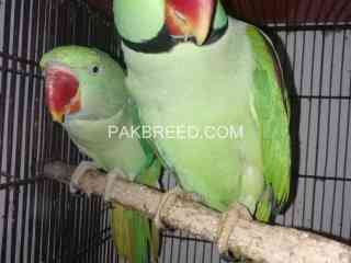 beautiful-kashmiri-raw-parrots-pair